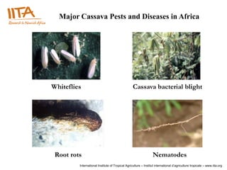 Root and Tuber Systems Program | PDF