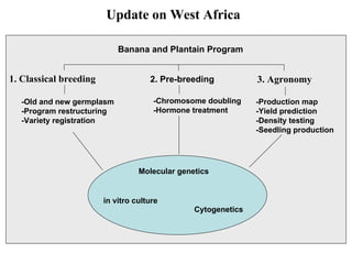 Update on West Africa Banana and Plantain Program 1. Classical breeding 3. Agronomy 2. Pre-breeding -Old and new germplasm -Program restructuring -Variety registration -Chromosome doubling -Hormone treatment -Production map -Yield prediction -Density testing -Seedling production in vitro culture Molecular genetics Cytogenetics 