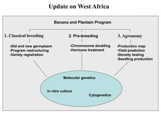 Update on West Africa

                            Banana and Plantain Program


1. Classical breeding                2. Pre-breeding           3. Agronomy

  -Old and new germplasm              -Chromosome doubling     -Production map
  -Program restructuring              -Hormone treatment       -Yield prediction
  -Variety registration                                        -Density testing
                                                               -Seedling production




                                  Molecular genetics


                        in vitro culture
                                                Cytogenetics
 