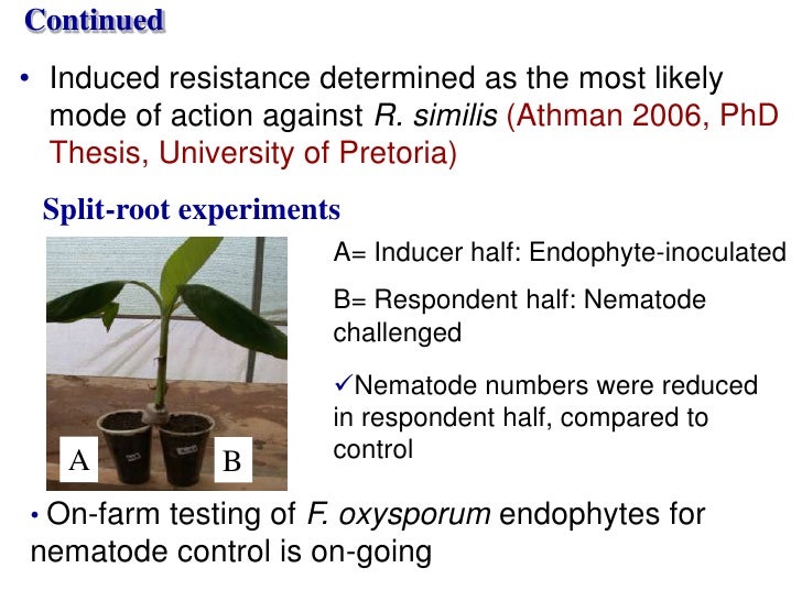 Fusarium oxysporum thesis