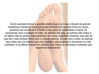 Como exemplo temos o grande artelho que é um osso robusto de grande 
resistência mecânica para que possa fornecer um suporte firme ao corpo, 
portanto sua construção é sólida e seu grau de mobilidade é menor se 
comparado com o polegar da mão. As plantas dos pés, as palmas das mãos e 
os lábios são as partes mais sensíveis de nossa superfície corporal, pois são as 
que têm mais contato físico com o mundo externo: os pés com o solo; as palmas 
das mãos com os objetos que nos rodeiam, que tocamos e movemos na vida 
cotidiana; e os lábios entram em contato com todos os alimentos e bebidas que 
ingerimos diariamente. 
 
