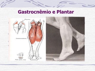 Gastrocnêmio e Plantar
Paciente: Em pé. O paciente pode estabilizar-se com
uma mão sobre a mesa, porém não deve depositar
peso nenhum nessa mão.
Prova: O paciente eleva-se sobre os artelhos,
empurrando o peso do corpo diretamente para cima.
Resistência: Peso do corpo.
Encurtamento: O uso constante se sapato de salto
alto pelas mulheres tende a desenvolver um
encurtamento dos mm gastrocnêmio e sóleo
 