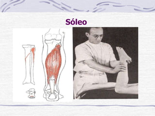 Sóleo
Paciente: DV com o joelho fletido a 90° ou mais.
Fixação: O examinador sustenta a perna
proximalmente ao tornozelo.
Prova: Flexão plantar sem inversão ou eversão do
antepé.
Pressão: Contra o calcâneo puxando o calcanhar em
sentido caudal.
Fraqueza: Predispõe ao pé cavo, incapacidade de
elevar-se sobre os artelhos.
Contratura: Posição eqüina do pé tanto em
sustentação de peso quanto em não sustentação.
 