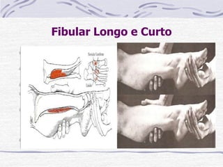 Fibular Longo e Curto
Paciente: DD com o membro medialmente rodado ou
dec lateral (sobre o lado oposto).
Fixação: O examinador sustenta a perna acima da
art. do tornozelo.
Prova: Eversão do pé e flexão plantar.
Pressão: Contra a borda lateral e planta do pé, na
direção da inversão e dorsiflexão.
Fraqueza: Diminui a força de eversão e flexão
plantar. Possibilita uma posição vara do pé e diminui
a capacidade de elevar-se sobre os artelhos. A
estabilidade lateral do tornozelo está diminuída.
Contratura: Eversão ou valgo do pé.
 