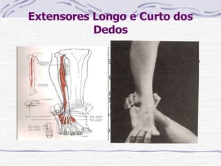 Extensores Longo e Curto dos
Dedos
Paciente: DD ou sentado.
Fixação: O examinador estabiliza o pé em leve flexão
plantar.
Pressão: Contra a superfície dorsal dos artelhos na
direção da flexão.
Fraqueza: Tendência a queda do pé e antepé em
varo. Diminui a capacidade de dorsifletir a art do
tornozelo e everter o pá. Em muitas vezes casos de
pé chato há uma acompanhante fraqueza dos
extensores dos artelhos.
Contratura Hiperextensão das art. MTTF.
 