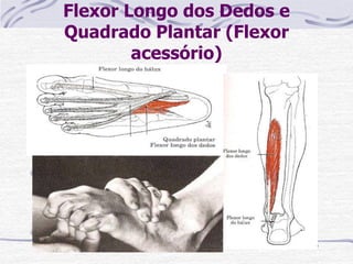 Flexor Longo dos Dedos e
Quadrado Plantar (Flexor
acessório)
Paciente: DD ou sentado.
Fixação: O examinador estabiliza os MTT e mantém
uma posição neutra do pé e tornozelo.
Prova: Flexão das articulações ITFD distais do 2°-5°
dedos. O flexor dos dedos é auxiliado pelo quadrado
plantar.
Pressão: Contra a superfície plantar das falanges
distais dos 4 artelhos na direção da extensão.
Fraqueza: Diminui a capacidade de inverter o pé e
flexionar plantarmente o tornozelo. Na sustentação
do peso, a fraqueza permite uma tendência no
sentido da pronação do pé e hiperextensão das art.
ITF distais dos 4 artelhos.
Contratura: Deformidade em flexão das falanges
distais, com restrição da dorsiflexão e eversão do pé.
 