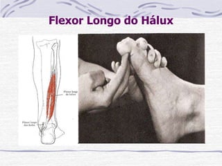 Flexor Longo do Hálux
Paciente: DD e sentado.
Fixação: O examinador estabiliza a articulação MTTF
em posição neutra e mantém a art do tornozelo
aproximadamente a meio caminho entre a flexão
dorsal e a flexão plantar.
Prova: Flexão da articulação ITF do hálux.
Pressão: Contra a superfície plantar da falange distal
na direção da extensão.
Fraqueza: Resulta em tendência no sentido da
hiperextensão da articulação ITF. Diminui a força de
inversão do pé e flexão plantar do tornozelo. Na
sustentação do peso, permite uma tendência a
pronação do pé.
Contratura: Deformidade em martelo do hálux.
 