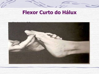Flexor Curto do Hálux
Paciente: DD ou sentado
Fixação: O examinador estabiliza o pé proximalmente
à articulação MTTF e mantém uma posição neutra do
pé e tornozelo. (A flexão plantar do pé pode causar
restrição do movimento de prova pela tensão dos
mm extensores longos oponentes)
Prova: Flexão da art. MTTF do hálux.
Pressão: Contra a superfície plantar da falange
proximal, na direção da extensão.
Fraqueza: Permite a posição de dedo em martelo do
hálux. Reduz a estabilidade do arco longitudinal.
Contratura: A falange proximal é mantida em flexão.
 