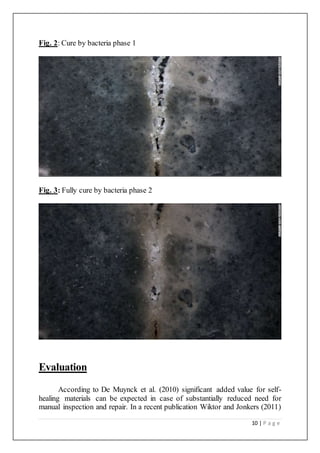 10 | P a g e
Fig. 2: Cure by bacteria phase 1
Fig. 3: Fully cure by bacteria phase 2
Evaluation
According to De Muynck et al. (2010) significant added value for self-
healing materials can be expected in case of substantially reduced need for
manual inspection and repair. In a recent publication Wiktor and Jonkers (2011)
 