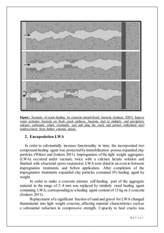6 | P a g e
Figure: Scenario of crack-healing by concrete-immobilized bacteria (Jonkers 2007). Ingress
water activates bacteria on fresh crack surfaces, bacteria start to multiply and precipitate
calcium carbonate, which eventually seal and plug the crack and protect embedded steel
reinforcement from further external attack.
2. Encapsulation LWA
In order to substantially increase functionality in time, the incorporated two
component healing agent was protected byimmobilization porous expanded clay
particles (Wiktor and Jonkers 2011). Impregnation of the light weight aggregates
(LWA) occurred under vacuum, twice with a calcium lactate solution and
finished with abacterial sporesuspension. LWAwere dried in an oven in between
impregnation treatments and before application. After completion of the
impregnation treatments expanded clay particles contained 6% healing agent by
weight.
In order to make a concrete mixture self-healing, part of the aggregate
material in the range of 2–4 mm was replaced by similarly sized healing agent
containing LWA, correspondingto a healing agent content of 15 kg m-3 concrete
(Jonkers 2011).
Replacement ofa significant fraction of sand and gravel for LWA changed
thenmaterial into light weight concrete, affecting material characteristics suchas
a substantial reduction in compressive strength. Capacity to heal cracks was
 