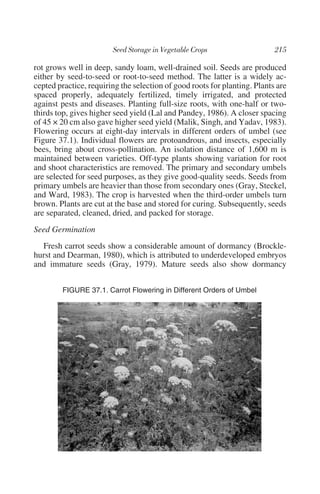 rot grows well in deep, sandy loam, well-drained soil. Seeds are produced
either by seed-to-seed or root-to-seed method. The latter is a widely ac-
cepted practice, requiring the selection of good roots for planting. Plants are
spaced properly, adequately fertilized, timely irrigated, and protected
against pests and diseases. Planting full-size roots, with one-half or two-
thirds top, gives higher seed yield (Lal and Pandey, 1986). A closer spacing
of 45 × 20 cm also gave higher seed yield (Malik, Singh, and Yadav, 1983).
Flowering occurs at eight-day intervals in different orders of umbel (see
Figure 37.1). Individual flowers are protoandrous, and insects, especially
bees, bring about cross-pollination. An isolation distance of 1,600 m is
maintained between varieties. Off-type plants showing variation for root
and shoot characteristics are removed. The primary and secondary umbels
are selected for seed purposes, as they give good-quality seeds. Seeds from
primary umbels are heavier than those from secondary ones (Gray, Steckel,
and Ward, 1983). The crop is harvested when the third-order umbels turn
brown. Plants are cut at the base and stored for curing. Subsequently, seeds
are separated, cleaned, dried, and packed for storage.
Seed Germination
  Fresh carrot seeds show a considerable amount of dormancy (Brockle-
hurst and Dearman, 1980), which is attributed to underdeveloped embryos
and immature seeds (Gray, 1979). Mature seeds also show dormancy


        FIGURE 37.1. Carrot Flowering in Different Orders of Umbel
 
