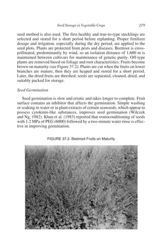 seed method is also used. The first healthy and true-to-type stecklings are
selected and stored for a short period before replanting. Proper fertilizer
dosage and irrigation, especially during the dry period, are applied to the
seed plots. Plants are protected from pests and diseases. Beetroot is cross-
pollinated, predominantly by wind, so an isolation distance of 1,600 m is
maintained between cultivars for maintenance of genetic purity. Off-type
plants are removed based on foliage and root characteristics. Fruits become
brown on maturity (see Figure 37.2). Plants are cut when the fruits on lower
branches are mature, then they are heaped and stored for a short period.
Later, the dried fruits are threshed; seeds are separated, cleaned, dried, and
suitably packed for storage.

Seed Germination
   Seed germination is slow and erratic and takes longer to complete. Fruit
surface contains an inhibitor that affects the germination. Simple washing
or soaking in water or in plant extracts of certain seaweeds, which appear to
possess cytokinin-like substances, improves seed germination (Wilczek
and Ng, 1982). Khan et al. (1983) reported that osmoconditioning of seeds
with 1.2 MPa of PEG (6000) followed by a two-minute water rinse is effec-
tive in improving germination.

                  FIGURE 37.2. Beetroot Fruits on Maturity
 