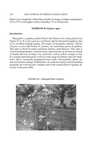 bility is lost completely within three months of storage at higher temperatures
(25 to 35°C) and higher relative humidity (75 to 95 percent).

                       MARIGOLD (Tagetes spp.)

Introduction
    Marigold is a popular garden flower that blooms for a long period (see
Figure 43.1). It is also used as a cut flower and for decoration purposes due
to its excellent keeping quality. Two types of marigolds, namely, African
(Tagetes erecta) and French (T. patula), are commonly grown in gardens.
The latter is dwarf in nature and bears profuse small flowers. This type is
used in hanging baskets, window boxes, and rockeries. Its flowers are single
or double and vary in shape, size, and color, such as yellow, orange, or red.
It is a hardy plant that grows well in a wide range of climatic and soil condi-
tions, and is commonly propagated from seeds. Occasionally, plants are
also raised from cuttings. Furthermore, its seeds are mainly used in breeding
programs for evolving new varieties and in the conservation of genetic di-
versity in the gene bank.



                    FIGURE 43.1. Marigold Plant in Bloom
 
