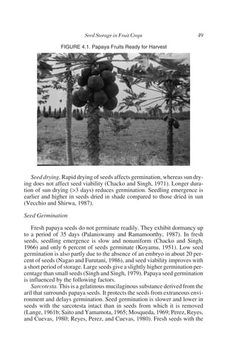 FIGURE 4.1. Papaya Fruits Ready for Harvest




   Seed drying. Rapid drying of seeds affects germination, whereas sun dry-
ing does not affect seed viability (Chacko and Singh, 1971). Longer dura-
tion of sun drying (>3 days) reduces germination. Seedling emergence is
earlier and higher in seeds dried in shade compared to those dried in sun
(Vecchio and Shirwa, 1987).

Seed Germination

    Fresh papaya seeds do not germinate readily. They exhibit dormancy up
to a period of 35 days (Palaniswamy and Ramamoorthy, 1987). In fresh
seeds, seedling emergence is slow and nonuniform (Chacko and Singh,
1966) and only 6 percent of seeds germinate (Koyamu, 1951). Low seed
germination is also partly due to the absence of an embryo in about 20 per-
cent of seeds (Nagao and Furutani, 1986), and seed viability improves with
a short period of storage. Large seeds give a slightly higher germination per-
centage than small seeds (Singh and Singh, 1979). Papaya seed germination
is influenced by the following factors.
    Sarcotesta. This is a gelatinous mucilaginous substance derived from the
aril that surrounds papaya seeds. It protects the seeds from extraneous envi-
ronment and delays germination. Seed germination is slower and lower in
seeds with the sarcotesta intact than in seeds from which it is removed
(Lange, 1961b; Saito and Yamamota, 1965; Mosqueda, 1969; Perez, Reyes,
and Cuevas, 1980; Reyes, Perez, and Cuevas, 1980). Fresh seeds with the
 