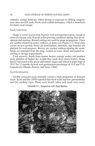 orthodox storage behavior, where drying or exposure to chilling tempera-
tures does not kill seeds. Fresh seeds exhibit dormancy, which is beneficial
for better seed storage.
Seed Collections
   Grape is a cool-season crop. It grows well in temperate regions, except in
areas of extreme cold. It needs warm growing conditions during fruit devel-
opment and ripening. Rooted cuttings are used for grape propagation. Vines
are suitably trained on arches, trellises, or poles (see Figure 5.1). Flowering
occurs on new growth. Fruits are nonclimatric; therefore, ripe bunches are
plucked for seed purposes. Berries are crushed without injuring the seeds.
Seeds are separated from the pulp, washed in water, dried, and packed ac-
cording to storage requirements.
   Fruit maturity. Seeds from mature berries emerge sooner and produce
more plantlets of higher dry weight than seeds from green berries. Grape
berries harvested at the green and mature stages and stored in paper bags at
20°C for 12 months showed seed germination percentage of 14.5 and 73.5,
respectively (Maeda, Pereira, and Terra, 1984).
Seed Germination
   Freshly extracted seeds normally contain a high proportion of dormant
seeds. Scott and Ink (1950) reported that fresh seeds had low germinability
and low seedling vigor. Plants were dwarfs when such seeds were sown.
                   FIGURE 5.1. Grapevine with Ripe Berries
 