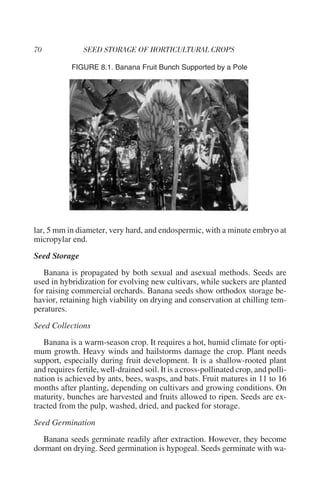 FIGURE 8.1. Banana Fruit Bunch Supported by a Pole




lar, 5 mm in diameter, very hard, and endospermic, with a minute embryo at
micropylar end.
Seed Storage
   Banana is propagated by both sexual and asexual methods. Seeds are
used in hybridization for evolving new cultivars, while suckers are planted
for raising commercial orchards. Banana seeds show orthodox storage be-
havior, retaining high viability on drying and conservation at chilling tem-
peratures.
Seed Collections
   Banana is a warm-season crop. It requires a hot, humid climate for opti-
mum growth. Heavy winds and hailstorms damage the crop. Plant needs
support, especially during fruit development. It is a shallow-rooted plant
and requires fertile, well-drained soil. It is a cross-pollinated crop, and polli-
nation is achieved by ants, bees, wasps, and bats. Fruit matures in 11 to 16
months after planting, depending on cultivars and growing conditions. On
maturity, bunches are harvested and fruits allowed to ripen. Seeds are ex-
tracted from the pulp, washed, dried, and packed for storage.
Seed Germination
   Banana seeds germinate readily after extraction. However, they become
dormant on drying. Seed germination is hypogeal. Seeds germinate with wa-
 