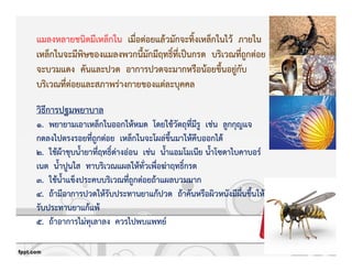 แมลงหลายชนิดมีเหล็กใน เมื่อตZอยแลKวมักจะทิ้งเหล็กในไวK ภายใน
เหล็กในจะมีพิษของแมลงพวกนี้มักมีฤทธิ์ที่เปpนกรด บริเวณที่ถูกตZอย
จะบวมแดง คันและปวด อาการปวดจะมากหรือนKอยขึ้นอยูZกับ
บริเวณที่ตZอยและสภาพรZางกายของแตZละบุคคล
วิธีการปฐมพยาบาล
1. พยายามเอาเหล็กในออกใหKหมด โดยใชKวัตถุที่มีรู เชZน ลูกกุญแจ
กดลงไปตรงรอยที่ถูกตZอย เหล็กในจะโผลZขึ้นมาใหKคีบออกไดK
2. ใชKผKาชุบน้ํายาที่ฤทธิ์ดZางอZอน เชZน น้ําแอมโมเนีย น้ําโซดาไบคาบอร+
เนต น้ําปูนใส ทาบริเวณแผลใหKทั่วเพื่อฆZาฤทธิ์กรด
3. ใชKน้ําแข็งประคบบริเวณที่ถูกตZอยถKาแผลบวมมาก
4. ถKามีอาการปวดใหKรับประทานยาแกKปวด ถKาคันหรือผิวหนังมีผื่นขึ้นใหK
รับประทานยาแกKแพK
5. ถKาอาการไมZทุเลาลง ควรไปพบแพทย+
 