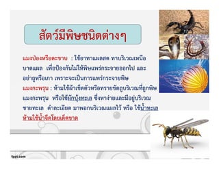 สัตว+มีพิษชนิดตZางๆ
แมงปbองหรือตะขาบ : ใชKยาทาแผลสด ทาบริเวณเหนือ
บาดแผล เพื่อปqองกันไมZใหKพิษแพรZกระจายออกไป และ
อยZาถูหรือเกา เพราะจะเปpนการแพรZกระจายพิษ
แมงกะพรุน : หKามใชKผKาเช็ดตัวหรือทรายขัดถูบริเวณที่ถูกพิษ
แมงกะพรุน หรือใชKผักบุKงทะเล ซึ่งหางZายและมีอยูZบริเวณ
ชายทะเล ตําละเอียด มาพอกบริเวณแผลไวK หรือ ใชKน้ําทะเล
หKามใชKน้ําจืดโดยเด็ดขาด
 