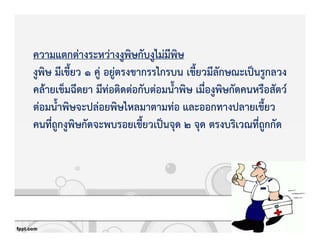 ความแตกตZางระหวZางงูพิษกับงูไมZมีพิษ
งูพิษ มีเขี้ยว 1 คูZ อยูZตรงขากรรไกรบน เขี้ยวมีลักษณะเปpนรูกลวง
คลKายเข็มฉีดยา มีทZอติดตZอกับตZอมน้ําพิษ เมื่องูพิษกัดคนหรือสัตว+
ตZอมน้ําพิษจะปลZอยพิษไหลมาตามทZอ และออกทางปลายเขี้ยว
คนที่ถูกงูพิษกัดจะพบรอยเขี้ยวเปpนจุด 2 จุด ตรงบริเวณที่ถูกกัด
 