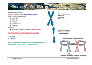 Chapter 5 : Cell Division
Where do mitosis occur?
In plants, mitosis occur in meristematic tissues.
What is meristematic tissues?
Roots tips
Shoot tips
Bud tips
Terminal buds
Cambium
In animal?
All parts of the body except TESTES and OVARY
CHROMOSOMES AND CHROMOSOMAL NUMBER

This is a chromosome
With sister
chromatids
1 chromosome

This also chromosome
But single chromatids
1 chromosome also

n = haploid
2n = diploid
Human has diploid number (2n) of chromosomes which is 46
Sperm (n=23) + ovum (n=23)  zygote (2n=46)

15

BIOLOGYLOVE

second edition 2.0/2012

 