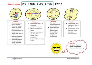 Stages in mitosis








Pro  Meta  Ana  Telo

Prophase
Chromosomes in the
nucleus condense.
Chromosomes appear
shorter and thicker.
Consist of sister
chromatid joined at the
centromere.
Spindle fibres begin to
form.
Centrioles migrate at
opposite poles.
At the end, nucleolus
disappears and the
nuclear membrane
disintegrates.

16

BIOLOGYLOVE








Metaphase
Chromosomes align at the
metaphase
plate//equatorial plate.
Mitotic spindle are fully
formed.
Two sister chromatids are
still attached to one
another at the
centromere.
Ends when the centromere
divides.





phase

Anaphase
Two sister
chromatids separate
at the centromere.
Sister chromatids
pulled apart at
opposite poles.
Chromatids are
referred to as
daughter
chromosomes.





Telophase
Chromosomes reach
the opposite poles of
the cell.
Chromosomes uncoil
and revert to their
extended
state(chromatin).

Exam Tips :
You can use this note to
answer question about
chromosome behaviour

second edition 2.0/2012

 