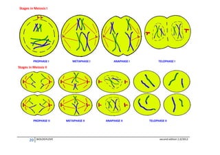 Stages in Meiosis I

PROPHASE I

METAPHASE I

ANAPHASE I

TELOPHASE I

Stages in Meiosis II

PROPHASE II

20

BIOLOGYLOVE

METAPHASE II

ANAPHASE II

TELOPHASE II

second edition 2.0/2012

 