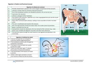Digestion in Rodent and Ruminant (essay)
F1
F2
F3
F4
F5
F6
F7
F8
F9
F10
F11
F12
F13
F14

F1
F2
F3
F4
F5
F6

Digestion of cellulose by ruminant
Partially chewed food is passed to the rumen (largest compartment of the stomach).
Cellulose is broken down by cellulase produced by bacteria.
Part of the breakdown products are absobed by bacteria, the rest by the host.
Food enters the reticulum.
Cellulose undergoes further hydrolysis.
The content of the reticulum, called the cud, is then regurgitated bit by bit into the mouth
to be thoroughly chewed.
Helps soften and break down cellulose, making it more accessible to further microbial
action.
The cud is reswallowed and moved to the omasum.
Here, the large particles of food are broken down into smaller pieces by peristalsis.
Water is removed from the cud.
Food particles moved into obamasum, the true stomach of the ruminant. (e.g : cow).
Gastric juice complete the digestion of protein and other food substances.
The food then passes through the small intestine to be digested and absorbed in the
normal way.
Digestion of cellulose by rodent
Caecum and appendix are enlarged to
store the cellulose-digesting bacteria.
The breakdown products pass through the
alimentary canal twice.
The faeces in the first batch are usually
produced at night.
Faeces are then eaten again. To absorb
the products of bacterial breakdown.
The second batch of the faeces are harder
and drier.
Allows rodent (give example) to recover
the nutrients initially lost with the faeces.

26

BIOLOGYLOVE

second edition 2.0/2012

 