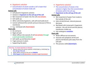  Hypotonic solution

Hypertonic
 Hypertonic solution solution

 Concentration of solute outside a cell is lower than
 The concentration of solute in the
concentration of solute inside cell.
solution is higher than the concentration
Animal cells
of solutes within the cell sap.
 Cell placed in hypotonic solution.
 Hypertonic to the cell sap of the cell.
 Solution is hypotonic to the cell sap of the cell.
Animal cells
 Net movement of water into the cells via osmosis.
 Net movement of water from inside to
 Cell swells up.
the outside of the cell.
 When extremely hypotonic, cells will eventually burst
 Cells shrink//shrivel, internal pressure
 Cannot withstand the osmotic pressure because of thin plasma decrease.
membrane.
 Red blood cells immersed in hypertonic
 E.g : red blood cells (haemolysis)
solution , the cell shrink and the plasma
Plant cells
membrane crinkles up.
 Do not burst
 Cell undergone crenation.
 Rigid cell wall.
Plant cells
 Water diffuse into vacoule of cell via osmosis through
 Water diffuse out via osmosis.
a semi-permeable membrane.
 Vacoule and cytoplasm shrink and
 Cell swells up and becomes turgid
plasma membrane pulls away from the
 Tugor pressure in plant.
cell wall.
 Supporting the plant.
 This process called plasmolysis.
Exam tips : To answer Question on Osmosis
1. Mention about the solution (whether HYPERTONIC or HYPOTINIC) to
the cell sap of the cell.
2. Water diffuse into/out of the cell via OSMOSIS
3. What happen to cell (plasmolysis, crenation, turgid, haemolysis)

6

BIOLOGYLOVE

second edition 2.0/2012

 