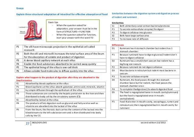 Digestive system essay questions