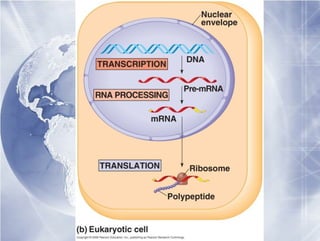 Datamancer Opto Transcripticon Transcription | PDF