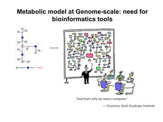 Metabolic model at Genome-scale: need for
bioinformatics tools
 