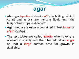 agar
 Also, agar liquefies at about 100°C (the boiling point of
water) and at sea level remains liquid until the
temperature drops 10 about 40°C.
 Agar media are usually contained in test tubes or
Petri dishes.
 The test tubes are called slants when they are
allowed to solidify with the tube held at an angle
so that a large surface area for growth is
available.
 