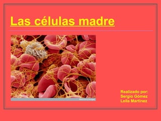 Las células madre Realizado por: Sergio Gómez Leila Martinez 