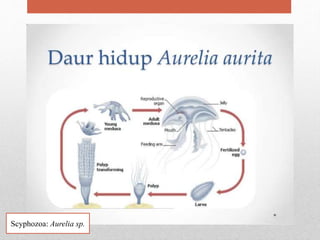 Scyphozoa: Aurelia sp.
 