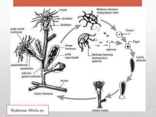 Hydrozoa: Obelia sp.
 