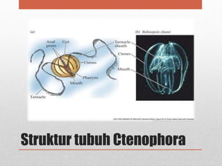 Struktur tubuh Ctenophora
 