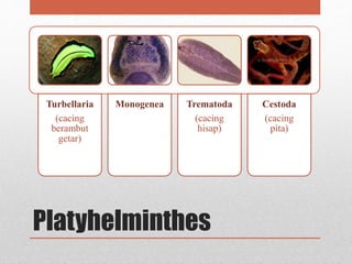 Platyhelminthes
Turbellaria
(cacing
berambut
getar)
Monogenea Trematoda
(cacing
hisap)
Cestoda
(cacing
pita)
 