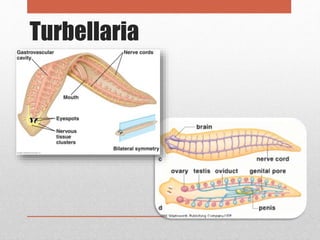 Turbellaria
 
