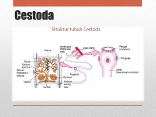 Cestoda
 