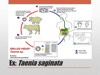 Ex: Taenia saginata
 