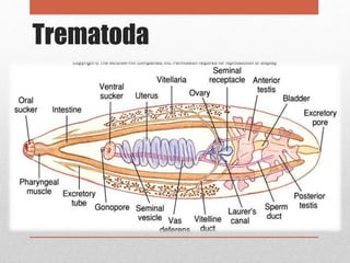 Trematoda
 