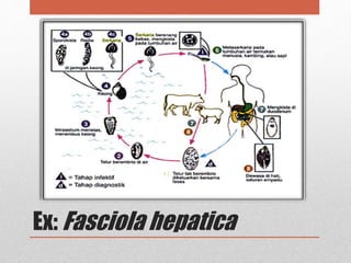 Ex: Fasciola hepatica
 