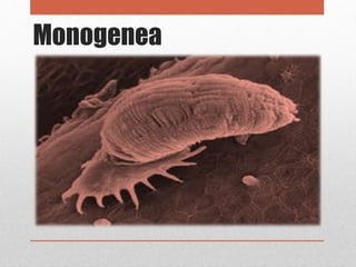 Monogenea
 