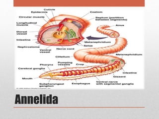 Annelida
 