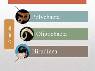 Polychaeta
Oligochaeta
Hirudinea
Annelida
 