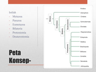 Peta
Konsep-
Istilah
- Metazoa
- Parazoa
- Eumetazoa
- Bilateria
- Protostomia
- Deuterostomia
 