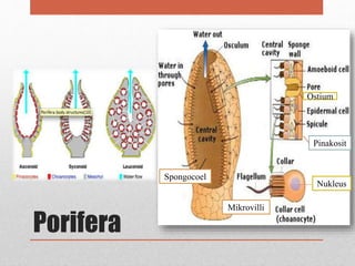 Porifera
Pinakosit
Nukleus
Mikrovilli
Spongocoel
Ostium
 