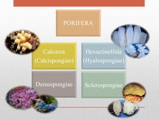 Calcarea
(Calcispongiae)
Hexactinellida
(Hyalospongiae)
Demospongiae Sclerospongiae
PORIFERA
 