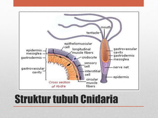 Struktur tubuh Cnidaria
 
