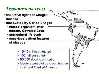 • 16-18 million infected
• 100 million at risk
• 50,000 deaths annually
• leading cause of cardiac disease
in S. and Central America
Trypanosoma cruzi
• causative agent of Chagas
disease
• discovered by Carlos Chagas
• named organism after
mentor, Oswaldo Cruz
• determined life cycle
• described salient features
of disease
 